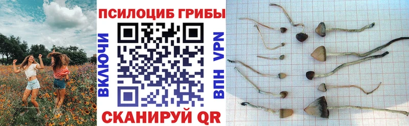 Купить закладки  Строитель  Галлюциногенные грибы прущие грибы 